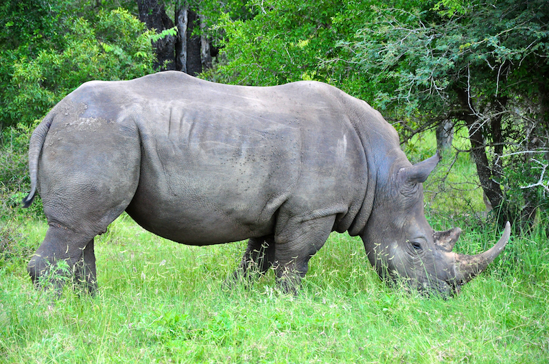 Melanie Heinrich - travel images - Lion Sands Private game reserver Hazyview